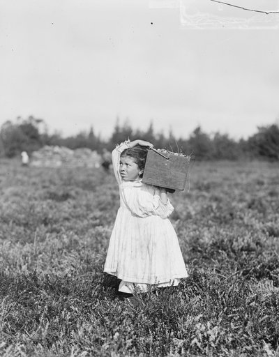 Eight Year Old Jennie Camillo from Philadelphia Picking Cranberries at Theodore Budd