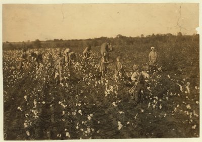 Family picking cotton near McKinney, Texas, 1913 by Lewis Wickes Hine