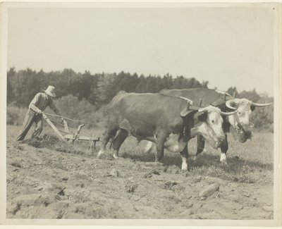 Rural Scene In Central Maine, Many Oxen Are Still Used by Lewis Wickes Hine