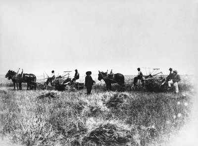 Cutting Hay in Policoro Fields, Farmers with Horses and Carts, Basilicata, Early 1900s, Italy, 20th Century by Unbekannt Unbekannt