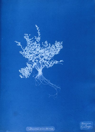 Cyanotype of British fern by Unbekannt Unbekannt