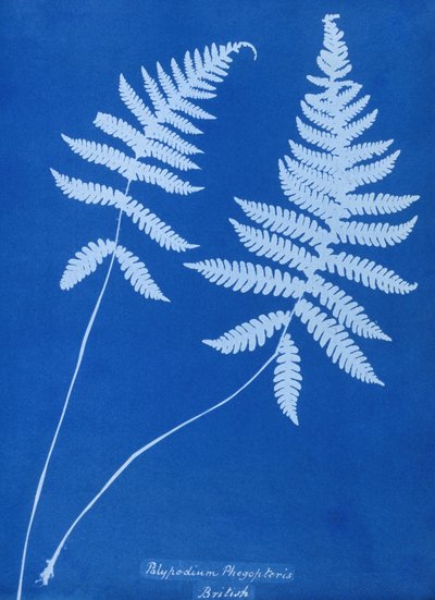 Cyanotype of Polypodium phegopteris by Unbekannt Unbekannt