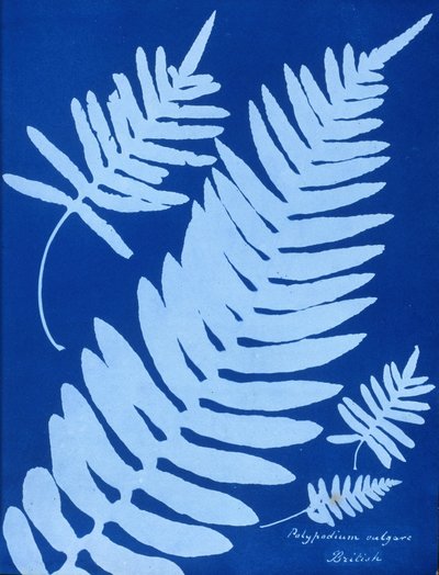 Cyanotype of Polypodium vulgare by Unbekannt Unbekannt