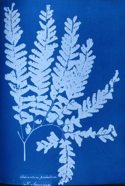 Cyanotype of a North American fern, Adiantum pedatum by Unbekannt Unbekannt
