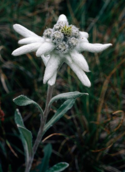 Edelweiss by Unbekannt Unbekannt