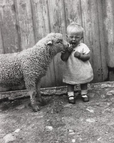 Lamb taking a close interest in a young child