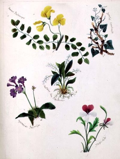 Wild Flowers by Lili Cartwright