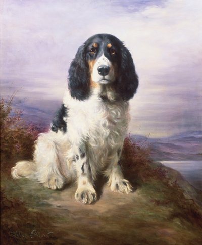 Royal, a Tri-Colour Working Springer Spaniel by Lilian Cheviot
