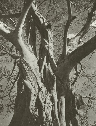 Banyan tree by Lionel Wendt