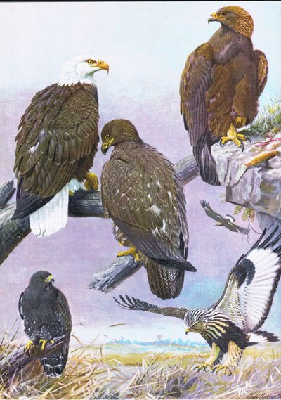 Bald Eagle, American Golden Eagle, American Rough Legged Hawk by Louis Agassiz Fuertes