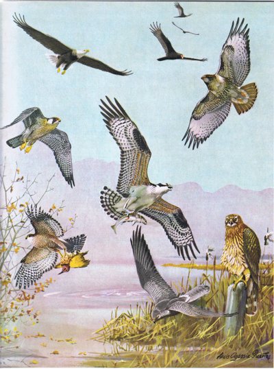 Bald Eagle, Turtle Vulture, Eastern Red Tailed Hawk, Duck Hawk, American Osprey, Marsh Hawk by Louis Agassiz Fuertes