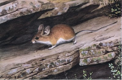 Big Eared Pinion Mouse Represents the White Footed Clan in the Rugged Canyons of the South West by Louis Agassiz Fuertes