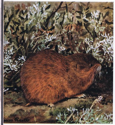 Brown Lemming, a stocky rodent which lives in a honeycomb of tunnels by Louis Agassiz Fuertes