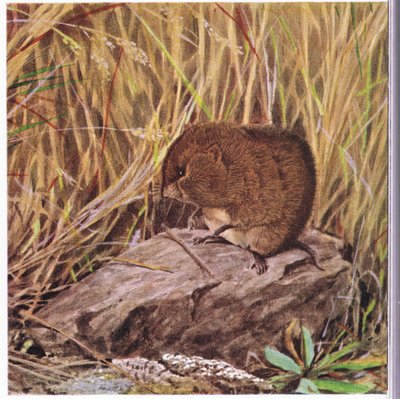 Field Mouse or Vole, Ever Vigilant, Surveys His Highway Through a Tangled Forest of Grass by Louis Agassiz Fuertes