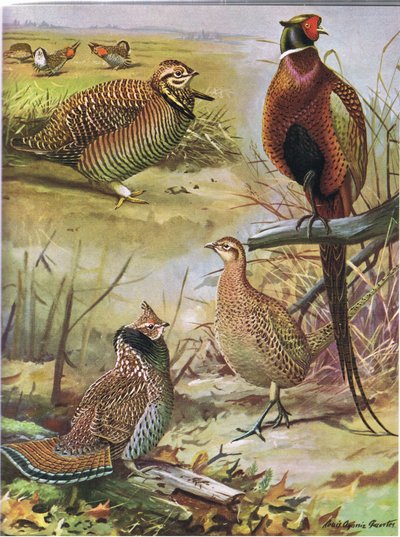Heath Hen, Ring Necked Pheasant, Eastern Ruffed Grouse by Louis Agassiz Fuertes