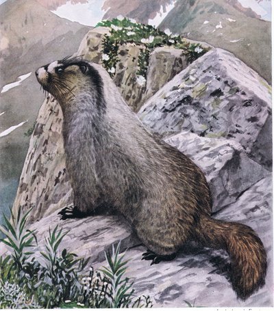 Hoary Marmot Ever Vigilant, Signals Danger with High Pitched Whistles by Louis Agassiz Fuertes