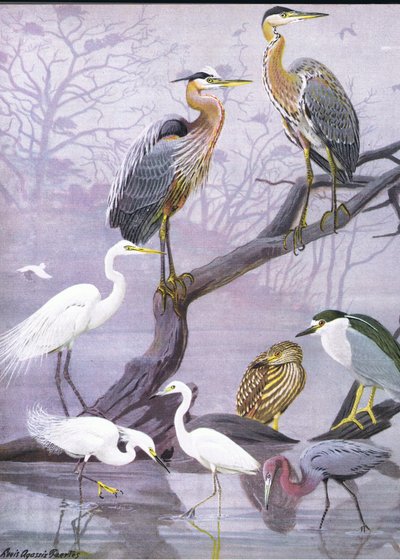 Illustration from The Natural History of American Birds of Eastern and Central North America by Louis Agassiz Fuertes