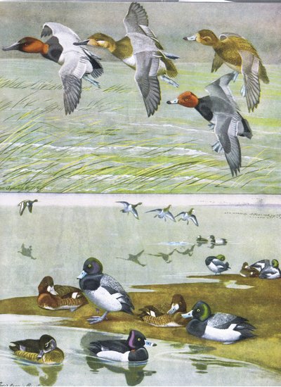 Illustration from The Natural History of American Birds of Eastern and Central North America by Louis Agassiz Fuertes