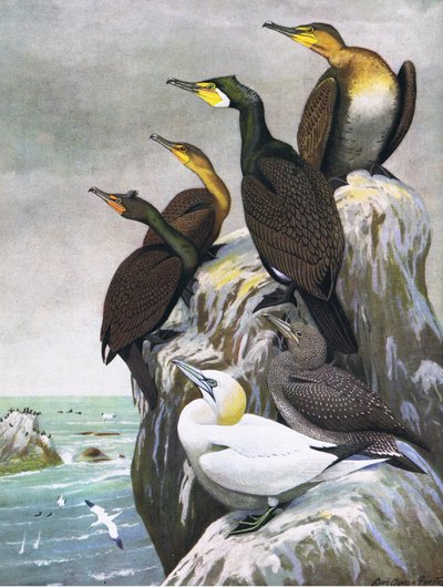 Illustration from The Natural History of American Birds of Eastern and Central North America by Louis Agassiz Fuertes