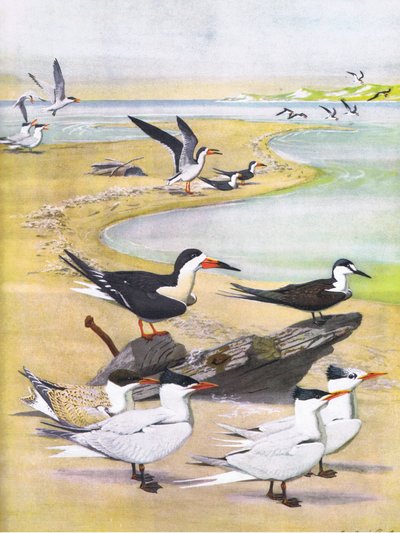 Illustration from The Natural History of American Birds of Eastern and Central North America, published by Bramhall House, c.1970 by Louis Agassiz Fuertes