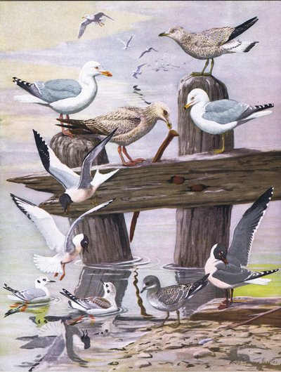 Illustration from The Natural History of American Birds of Eastern and Central North America, published by Bramhall House, c.1970 by Louis Agassiz Fuertes
