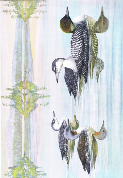 Illustration from The Natural History of American Birds of Eastern and Central North America, published by Bramhall House, c.1970 by Louis Agassiz Fuertes