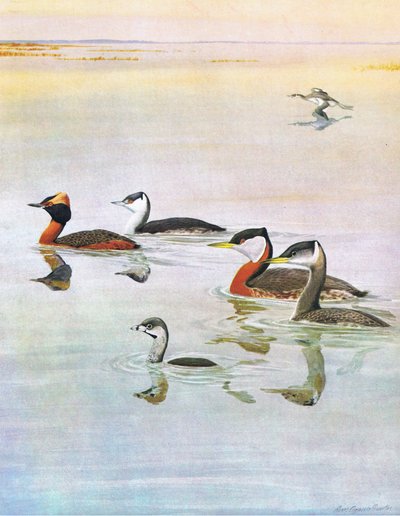 Illustration from The Natural History of American Birds of Eastern and Central North America, published by Bramhall House, c.1970 by Louis Agassiz Fuertes