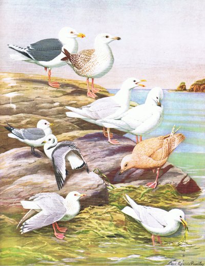 Illustration from The Natural History of American Birds of Eastern and Central North America by Louis Agassiz Fuertes