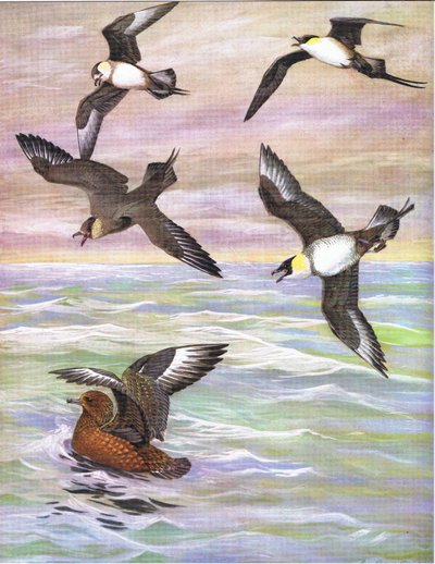 Illustration from The Natural History of American Birds of Eastern and Central North America by Louis Agassiz Fuertes