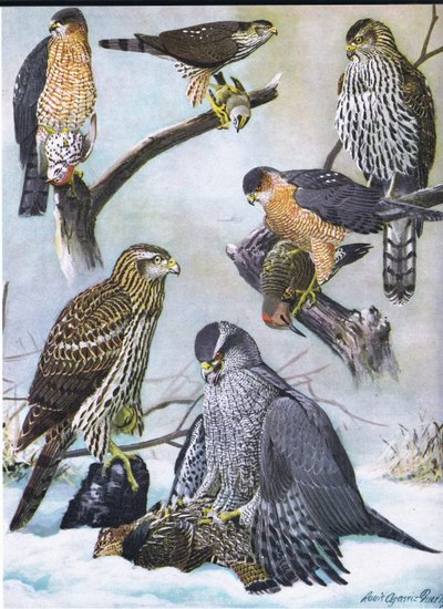 Sharp-Skinned Hawk, Cooper