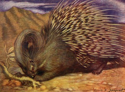 At the Zoo: Porcupine by Louis Augustus Sargent