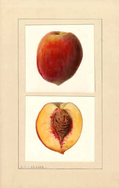 Peaches (Number 10) by Louis Charles Christopher Krieger