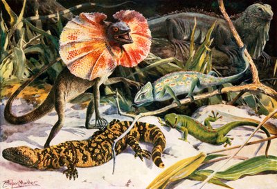 A group of lizards by Louis Fairfax Muckley