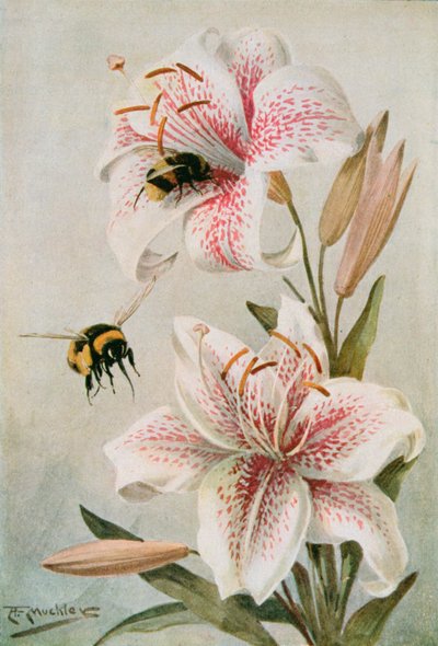 Bees and Lilies, illustration from 