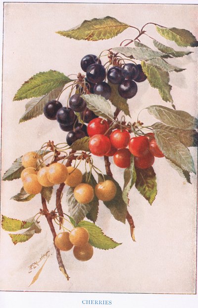 Cherries, illustration from 