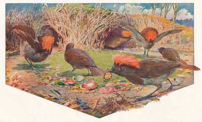 Gardener Bower Birds by Louis Fairfax Muckley