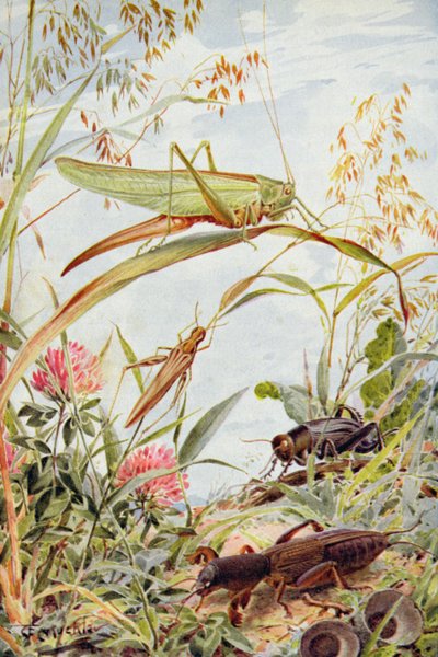 Musical Insects, Illustration from 