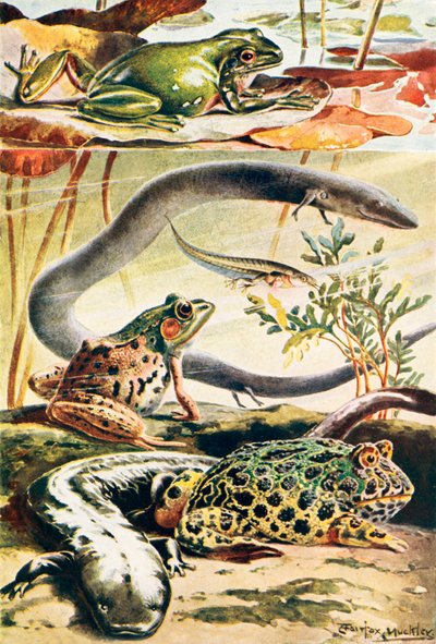 Six Typical Amphibians by Louis Fairfax Muckley