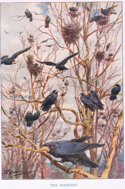 The Rookery, illustration from 