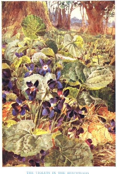Violets in the Beechwood, Illustration from 