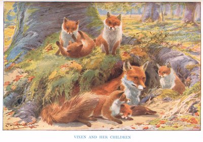 Vixen and her Children, illustration from 