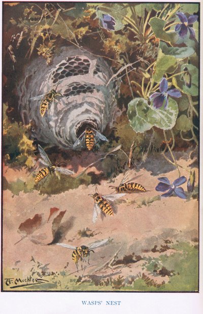 Wasps