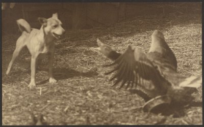 Angry Bird and Dog by Louis Fleckenstein