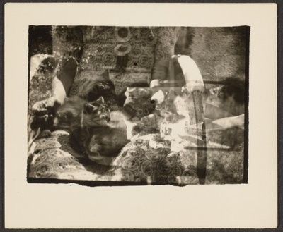 Cats and Reflections by Louis Fleckenstein