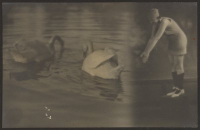 Composite of Swans and Diver by Louis Fleckenstein