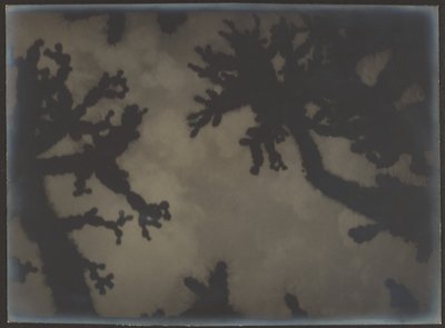 Joshua Trees by Louis Fleckenstein