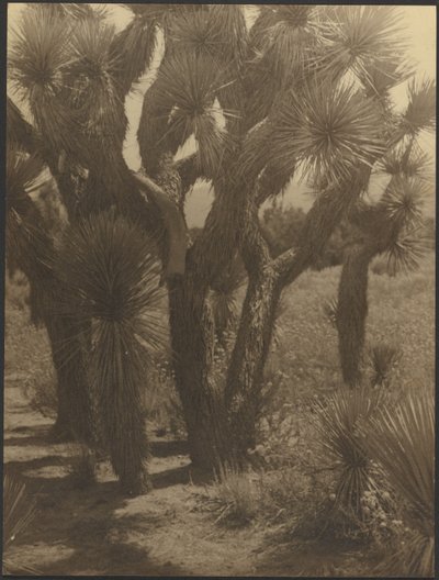 [Joshua Trees Close-Up] by Louis Fleckenstein