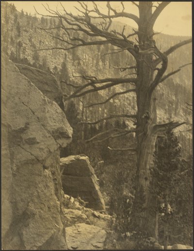 Landscape with Dead Tree by Louis Fleckenstein