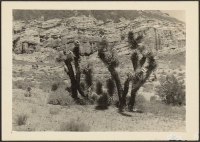 Landscape with Joshua Trees by Louis Fleckenstein