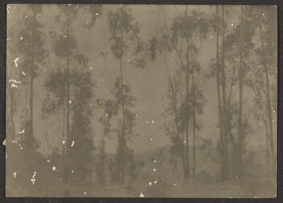 Landscape with Tall Trees by Louis Fleckenstein
